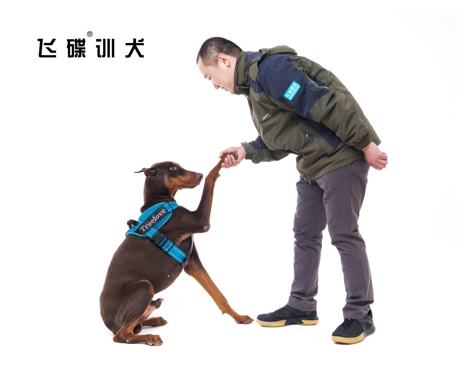 在线训犬，革新宠物训练新模式